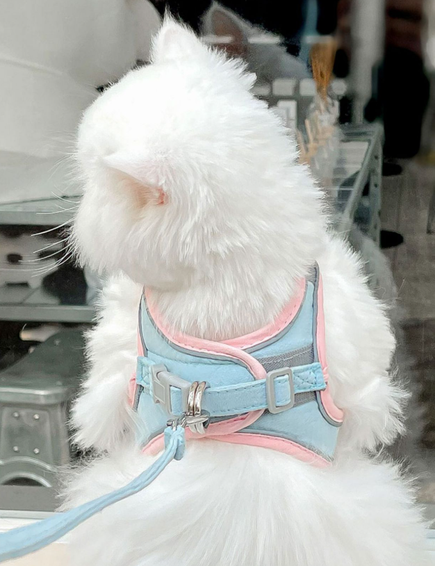 Furry Friend Harness&Leash