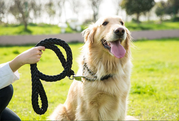Joyride Pet Walking Leash Set