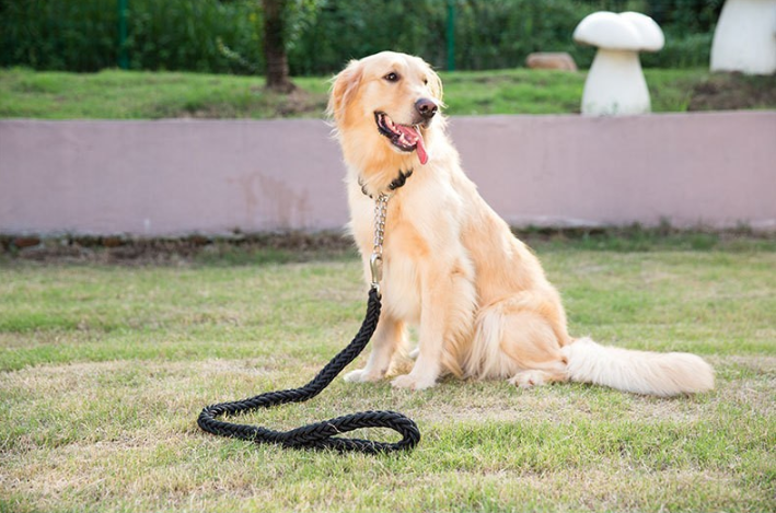 Joyride Pet Walking Leash Set