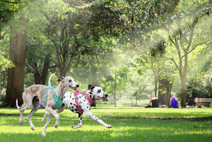 Adventure Pup Walk Set for 3 Color