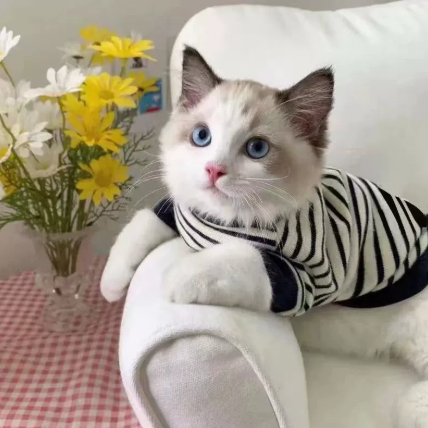 Retro Casual Stripe Pet Sweater