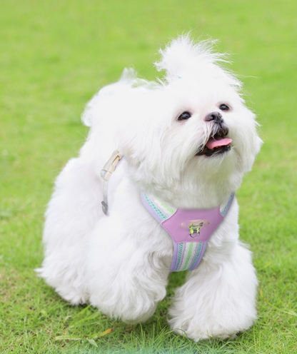 Colorful Pet Leash & Harness Set