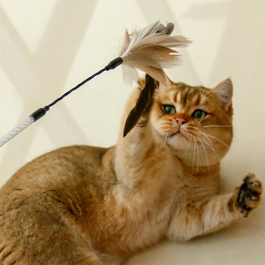 Flexible Feather Cat Teaser